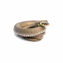 image of Snake Photos