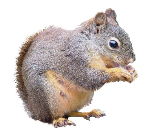 image of douglas squirrel