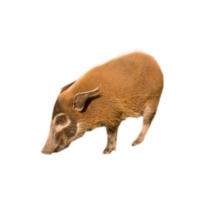 image of Wild Hog Pictures