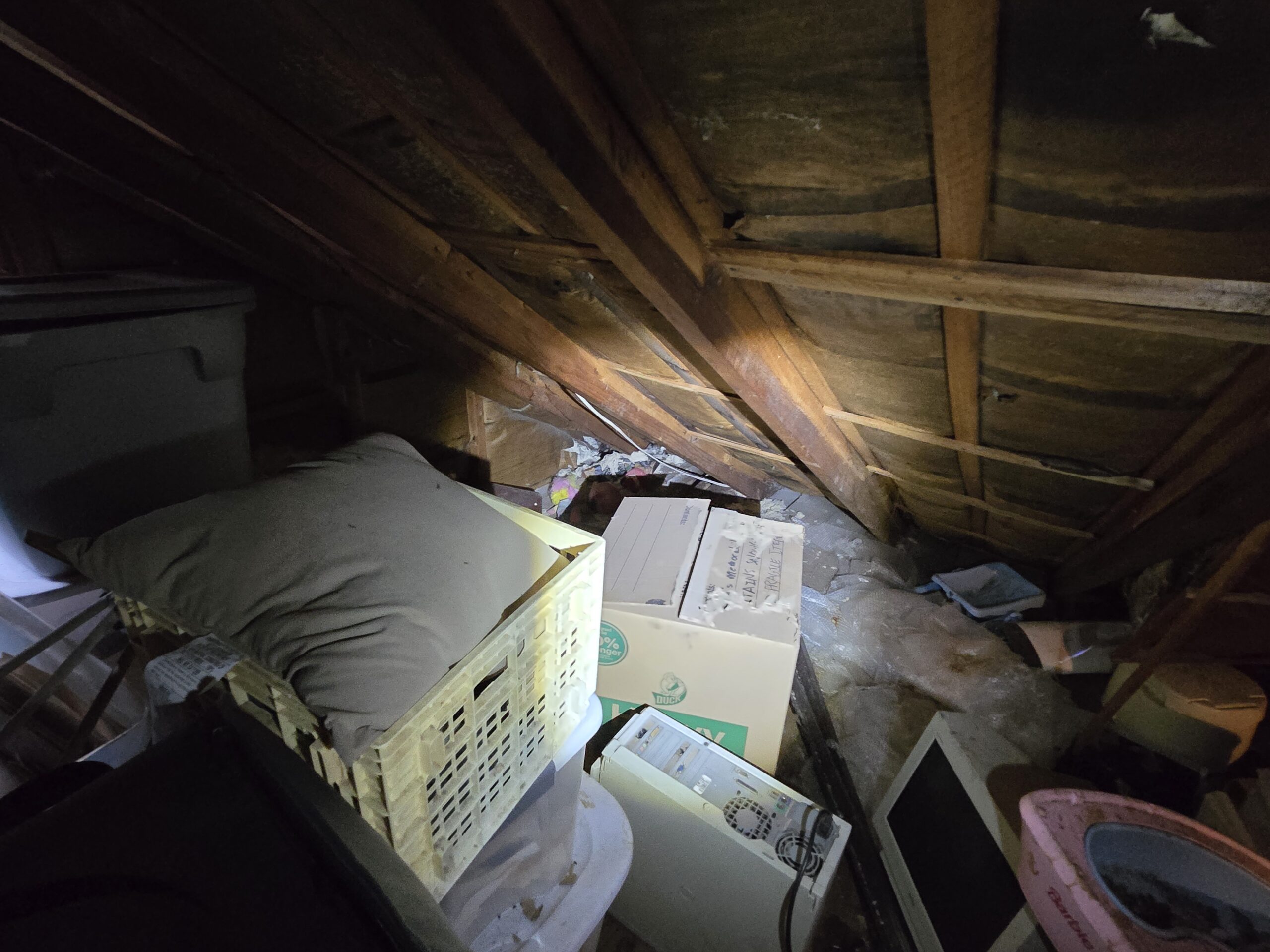 Raccoon damage in Jersey