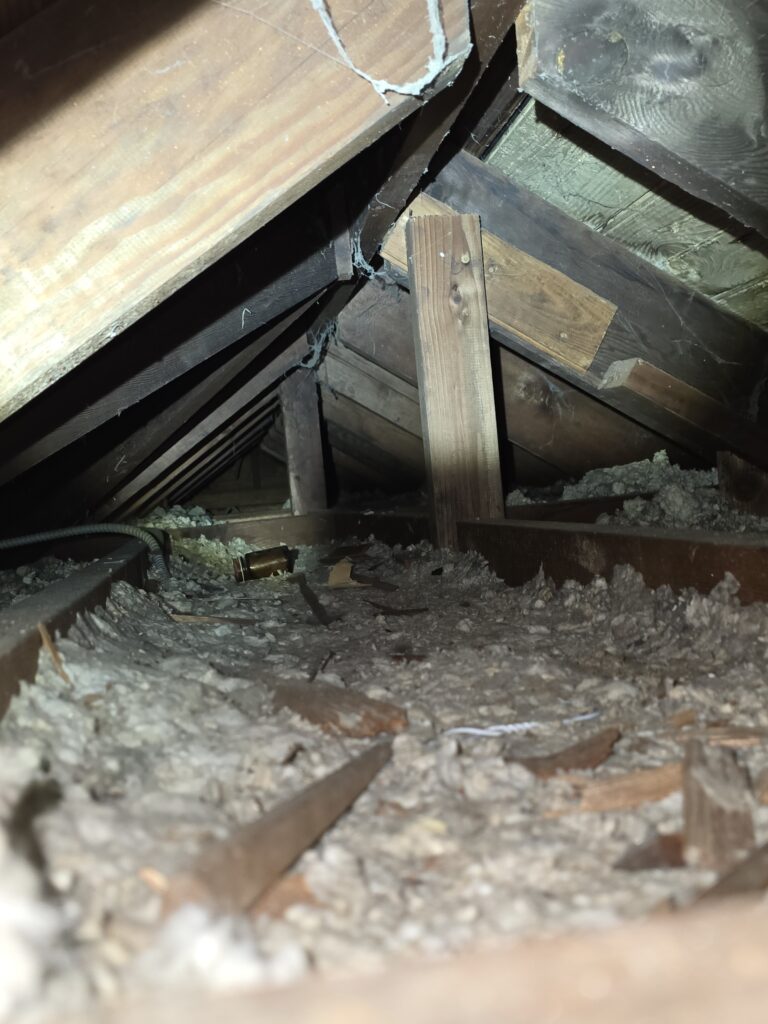 damage insulation by raccoon in attic