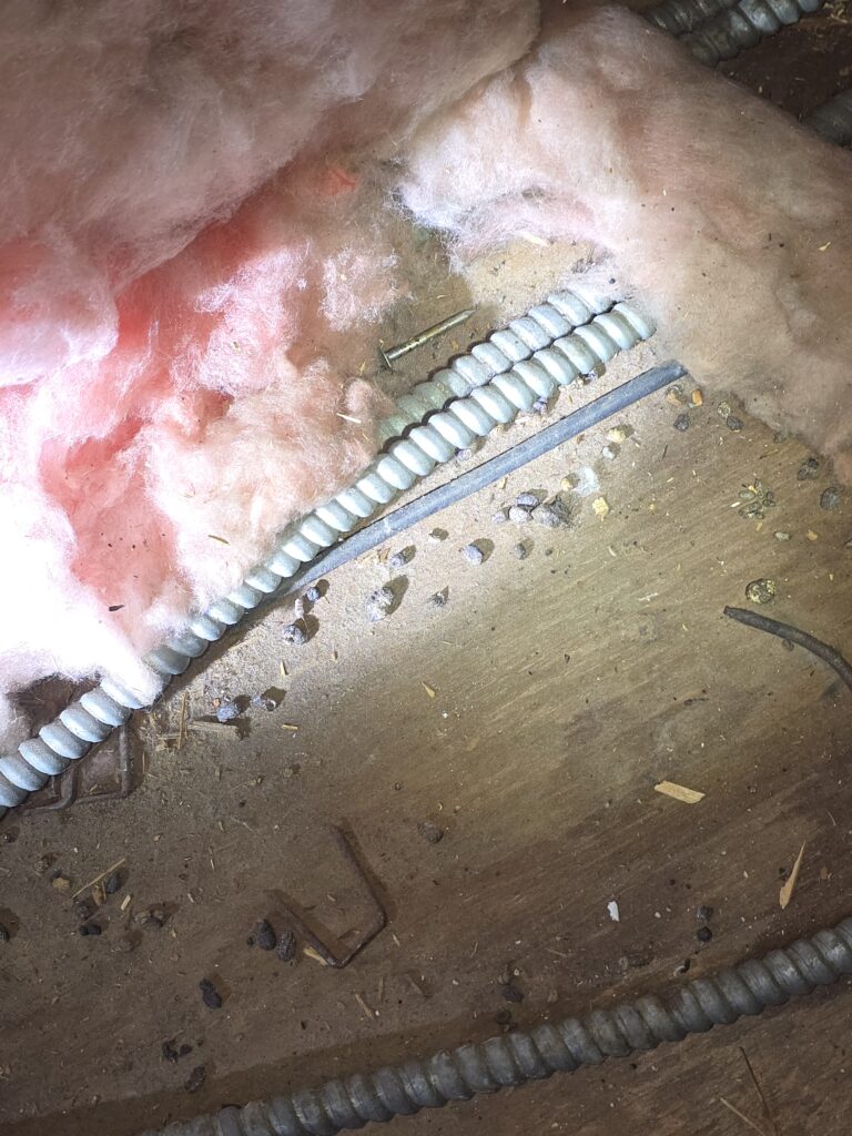 rat droppings in attic