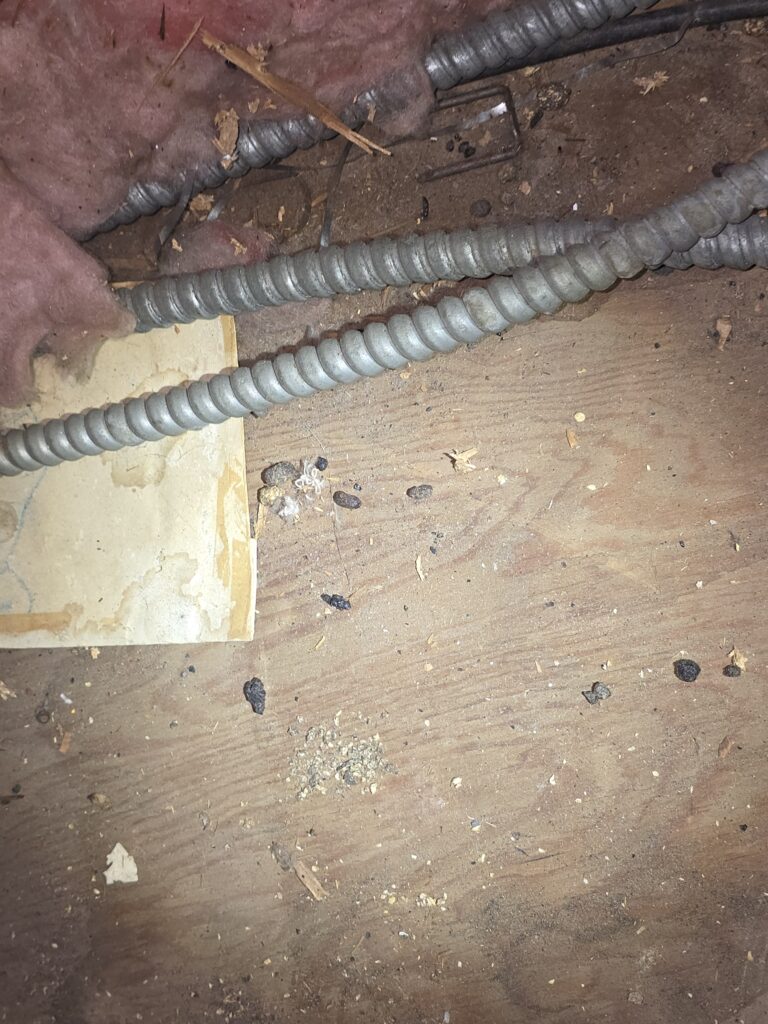 rat droppings in attic NJ