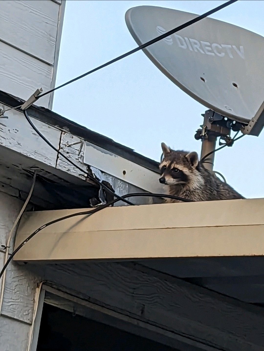 Raccoon behind satellite dish