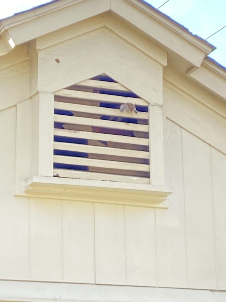 Houston squirrel in gable vent