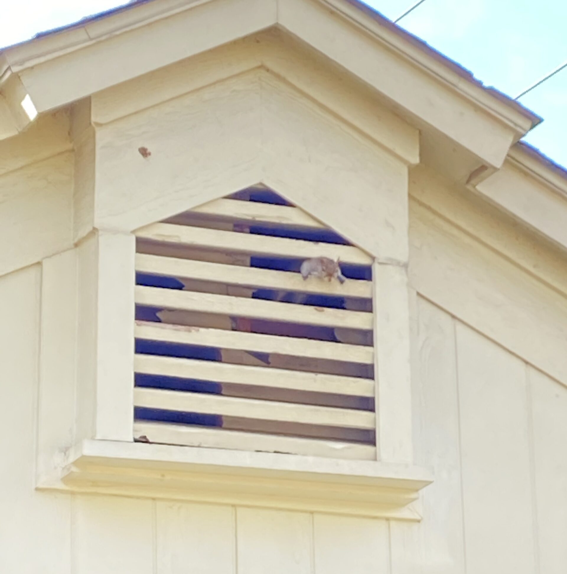 Houston squirrel in gable vent