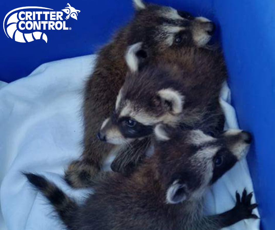 Baby raccoons removal in Tampa Orlando