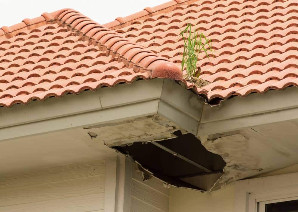 raccoon damage to soffit in South Florida
