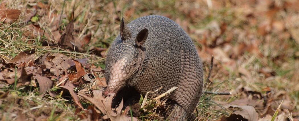Armadillo-City-Template-Banner