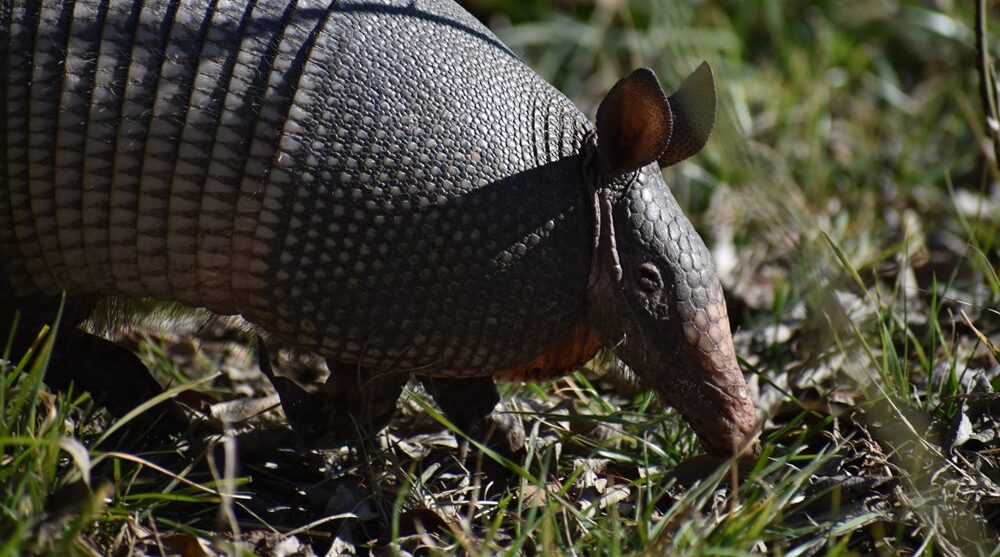 Armadillo1_jpg_1000_666