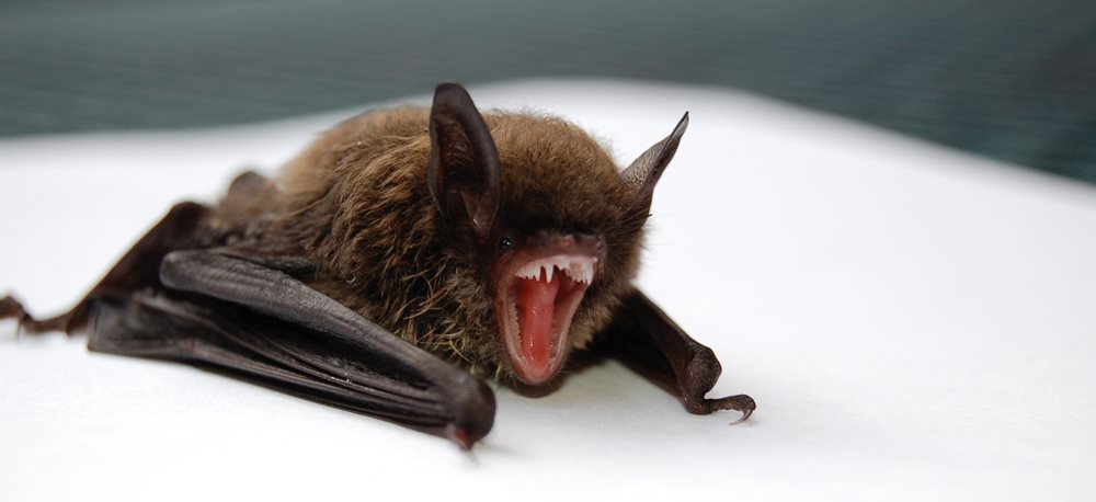 BannerBatOnSurface2_jpg_1000_458