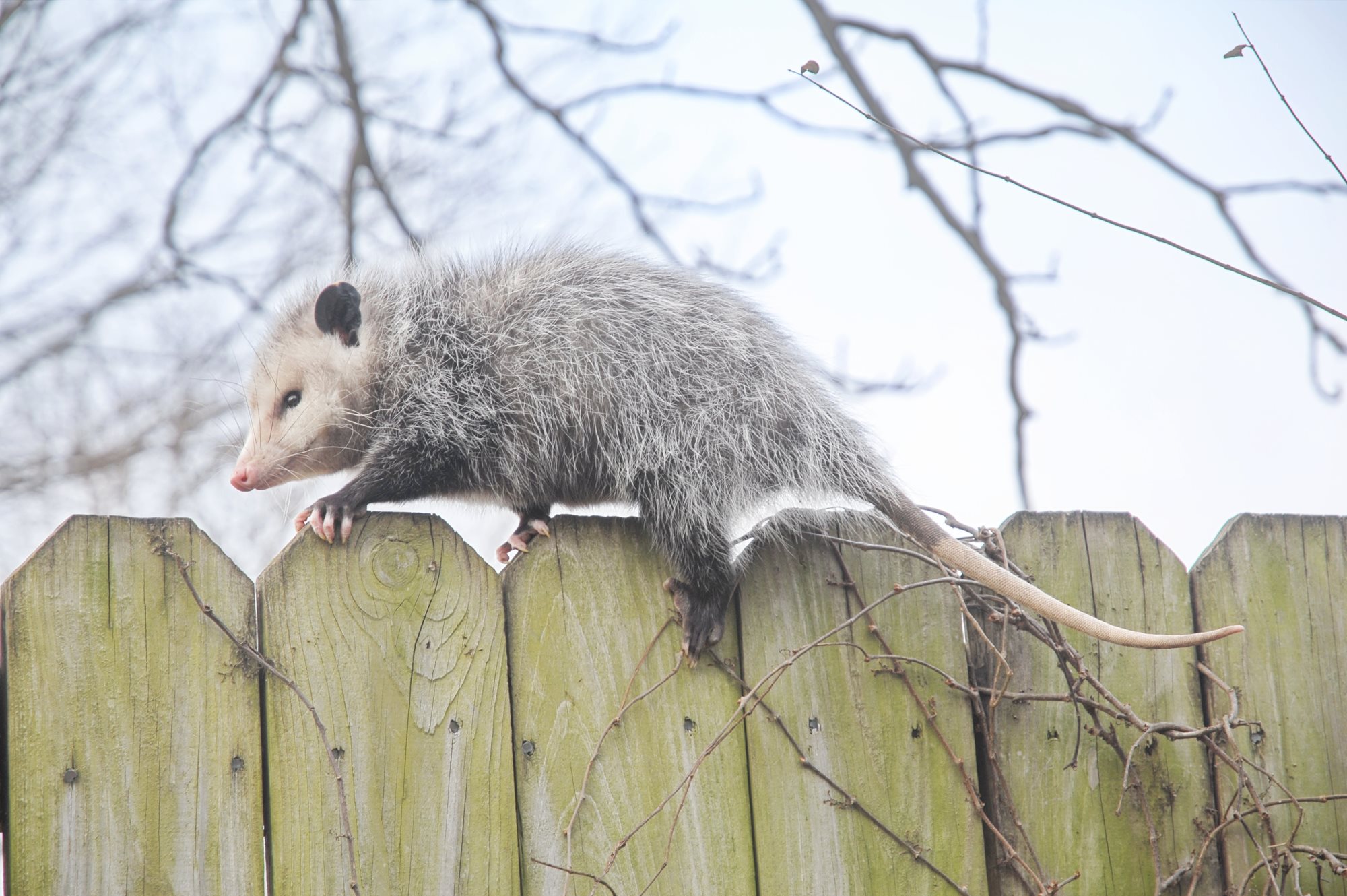 Opossum Removal in Sarasota