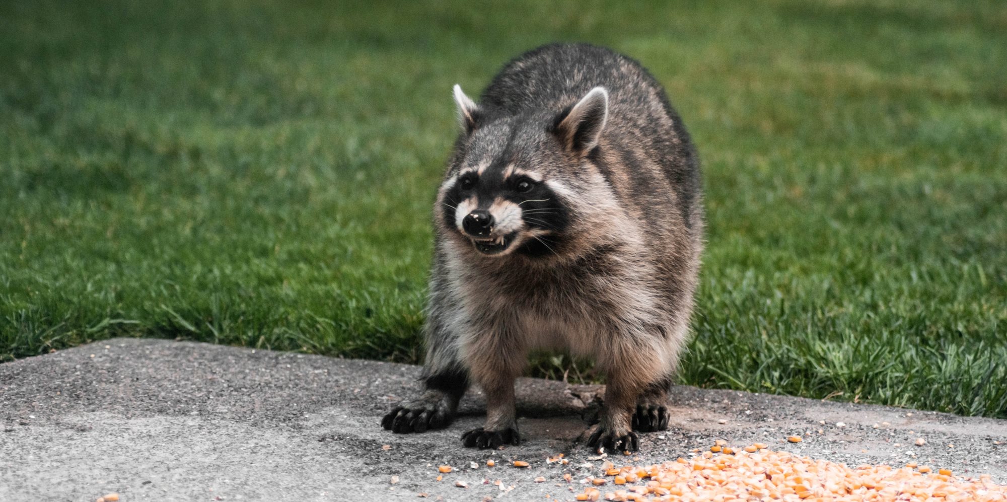 A raccoon snarling