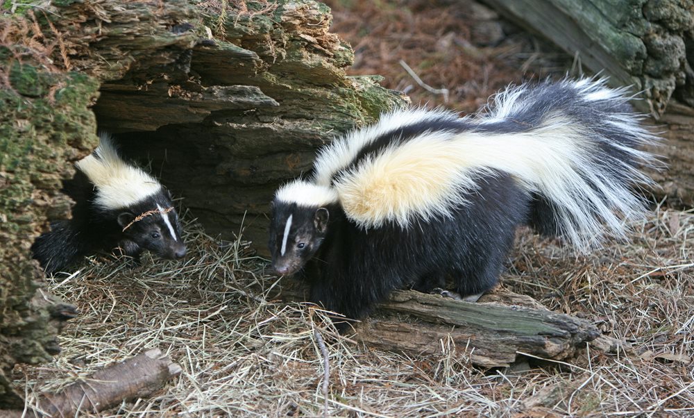 Skunk Pair