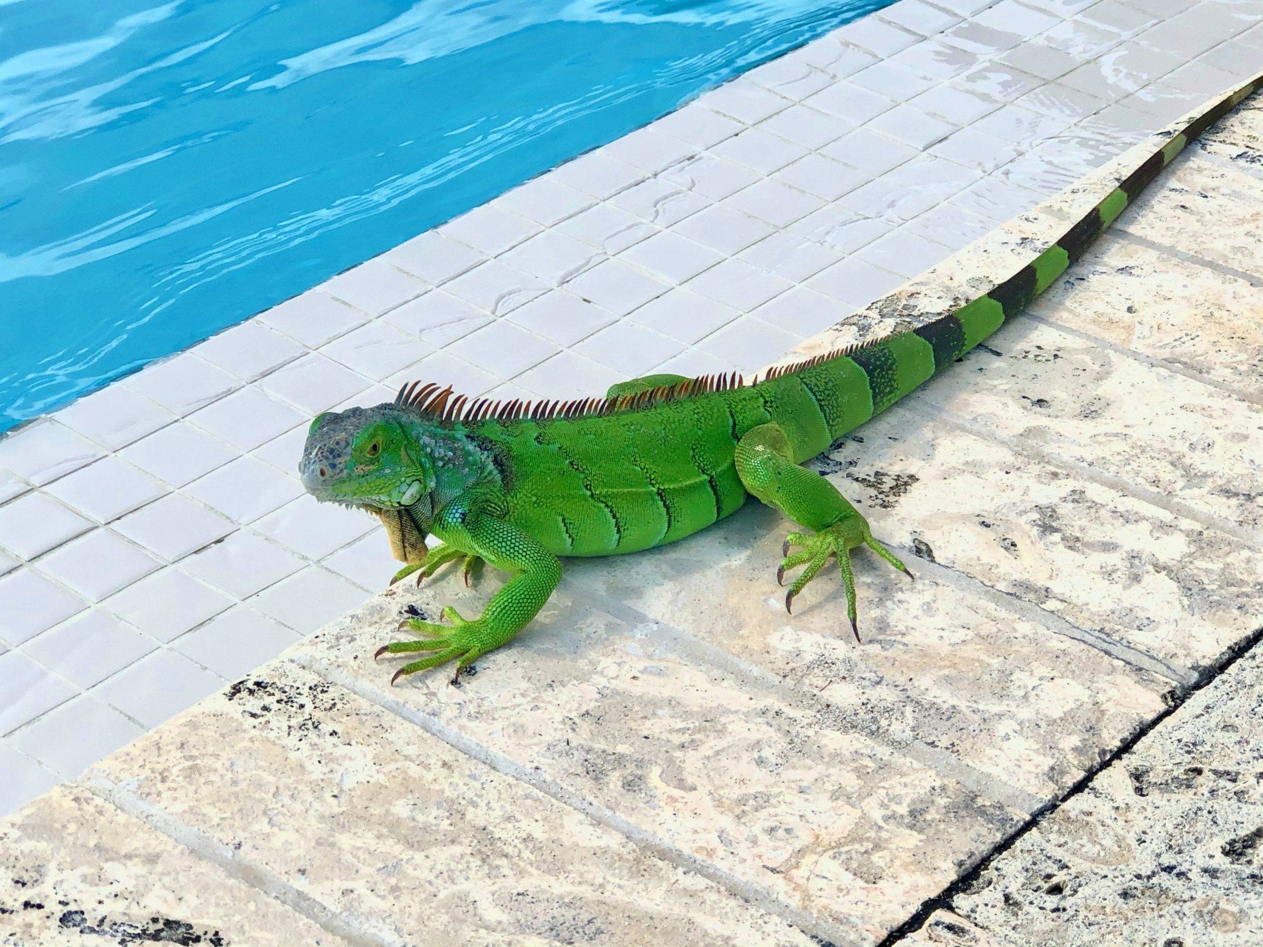 Banner_Iguana-scaled