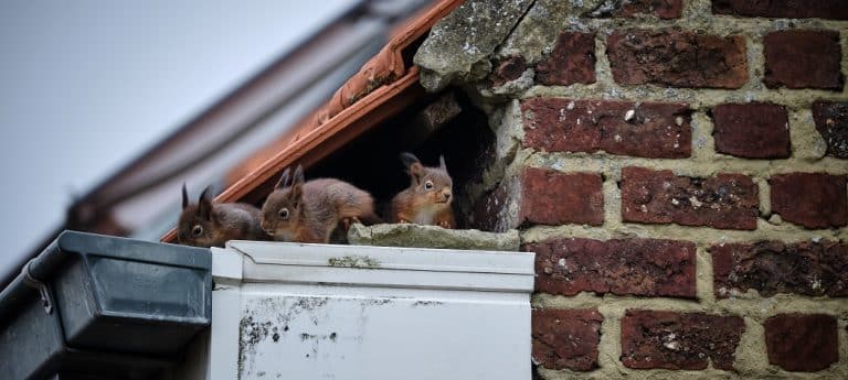 Banner_Squirrel-768×345