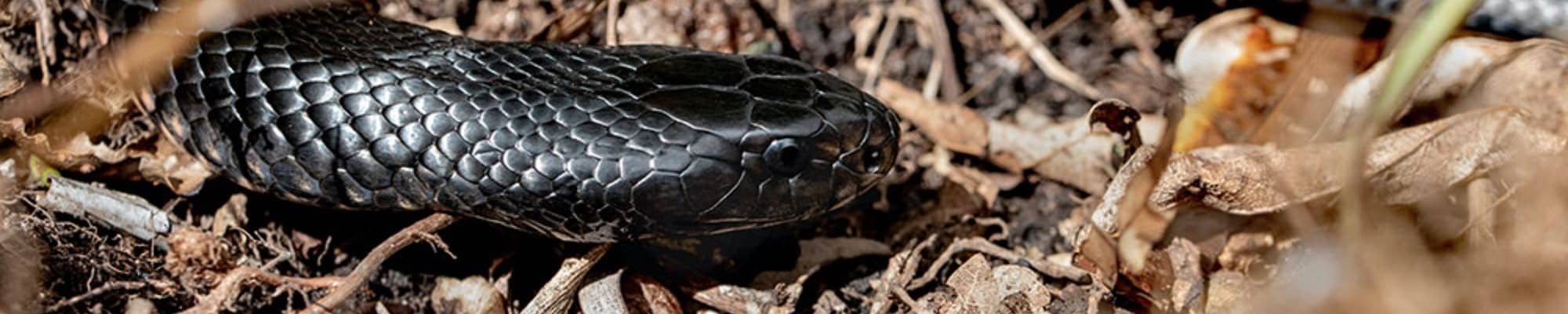 Banner_snake(3)_jpeg_2000_400