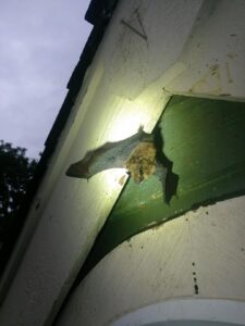 What Bat Noises in Your Home Mean - Expert Advice from Critter Control