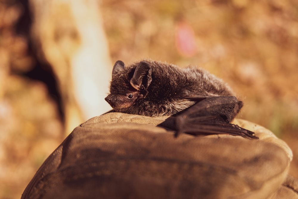 Bat-On-Hand_jpg_1000_666