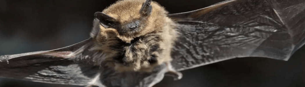 Bat-Removal-Bloomington-Illinois