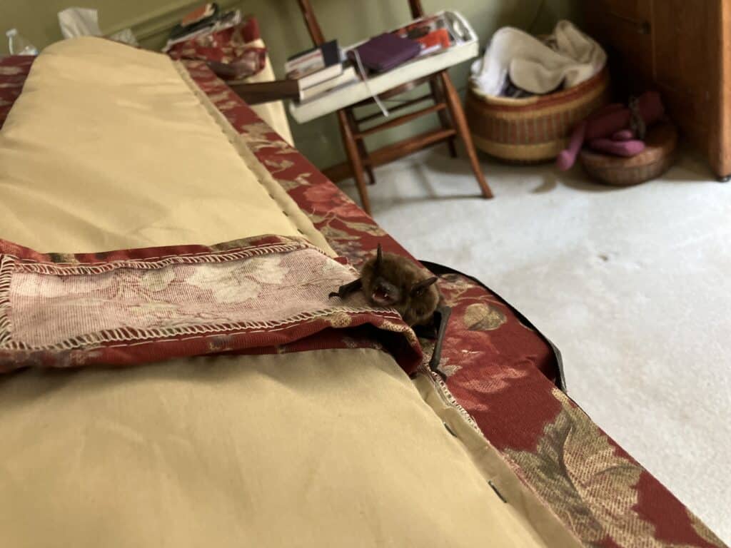 bat in the house Wisconsin