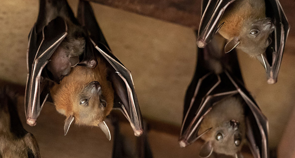 Bats