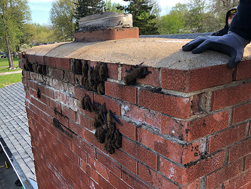 bats on chimney in Springfield, MO