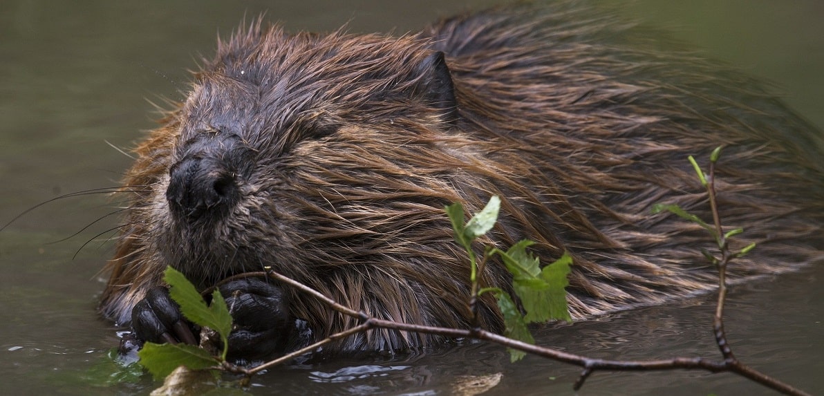 Beaver-Banner-min