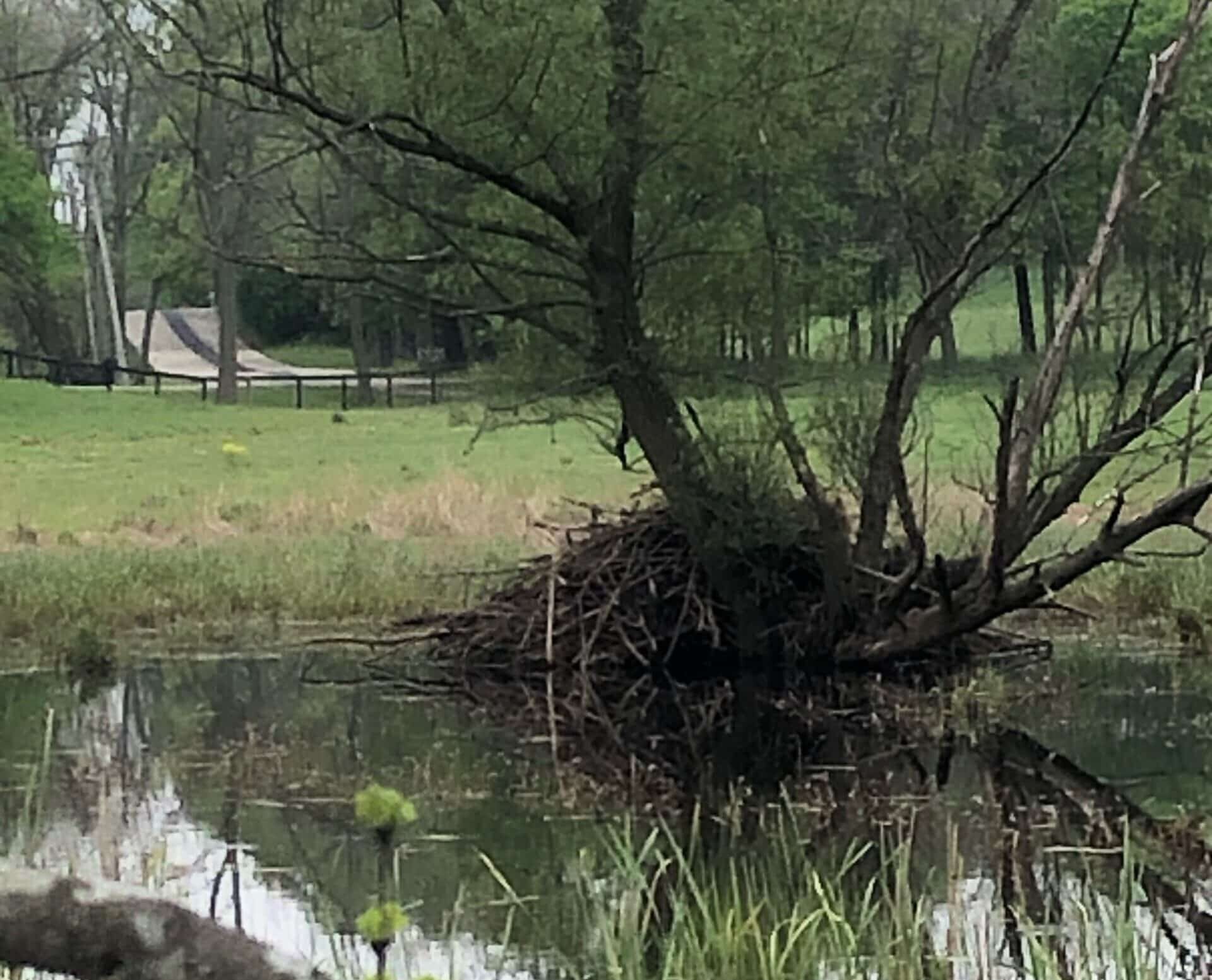 BeaverDam