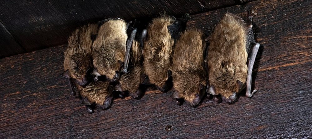 CC-Bats-Roosting-min415f
