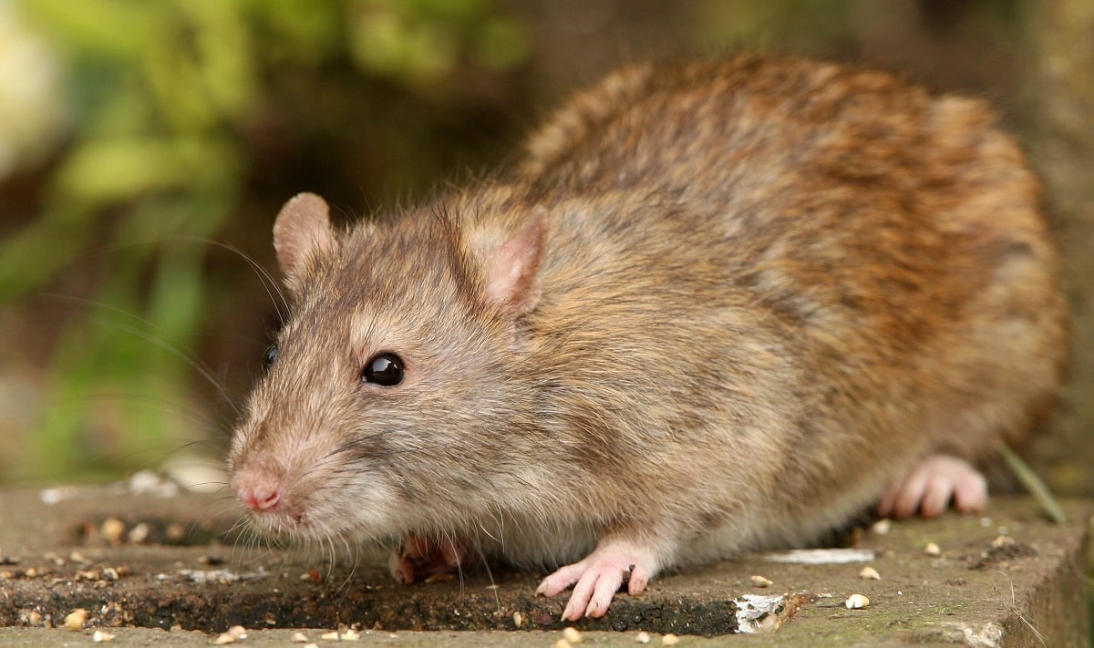 CC-Rat-Banner