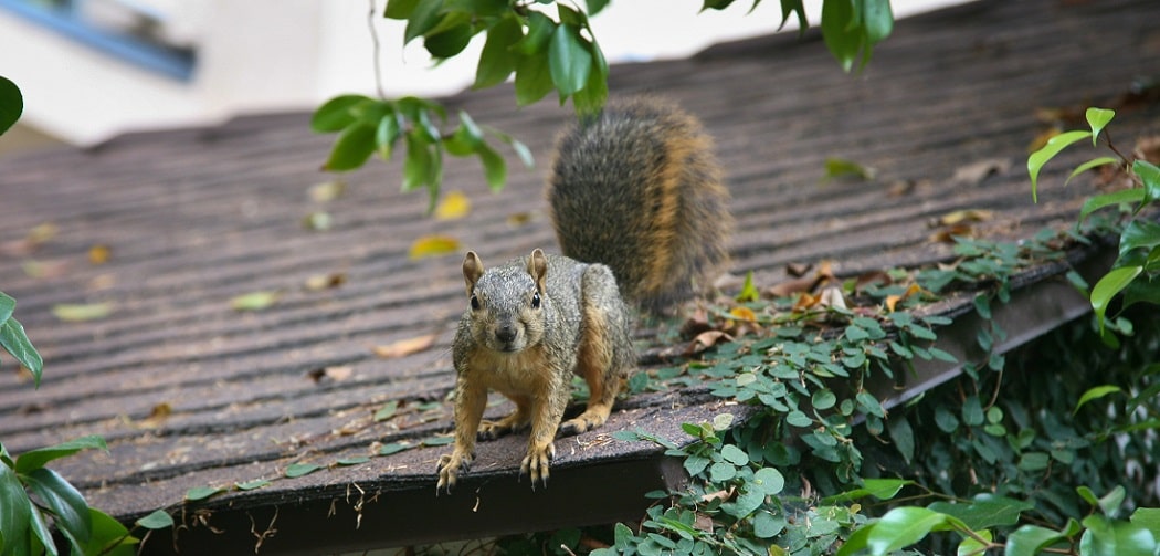 CC-Squirrel-Banner-min51fb