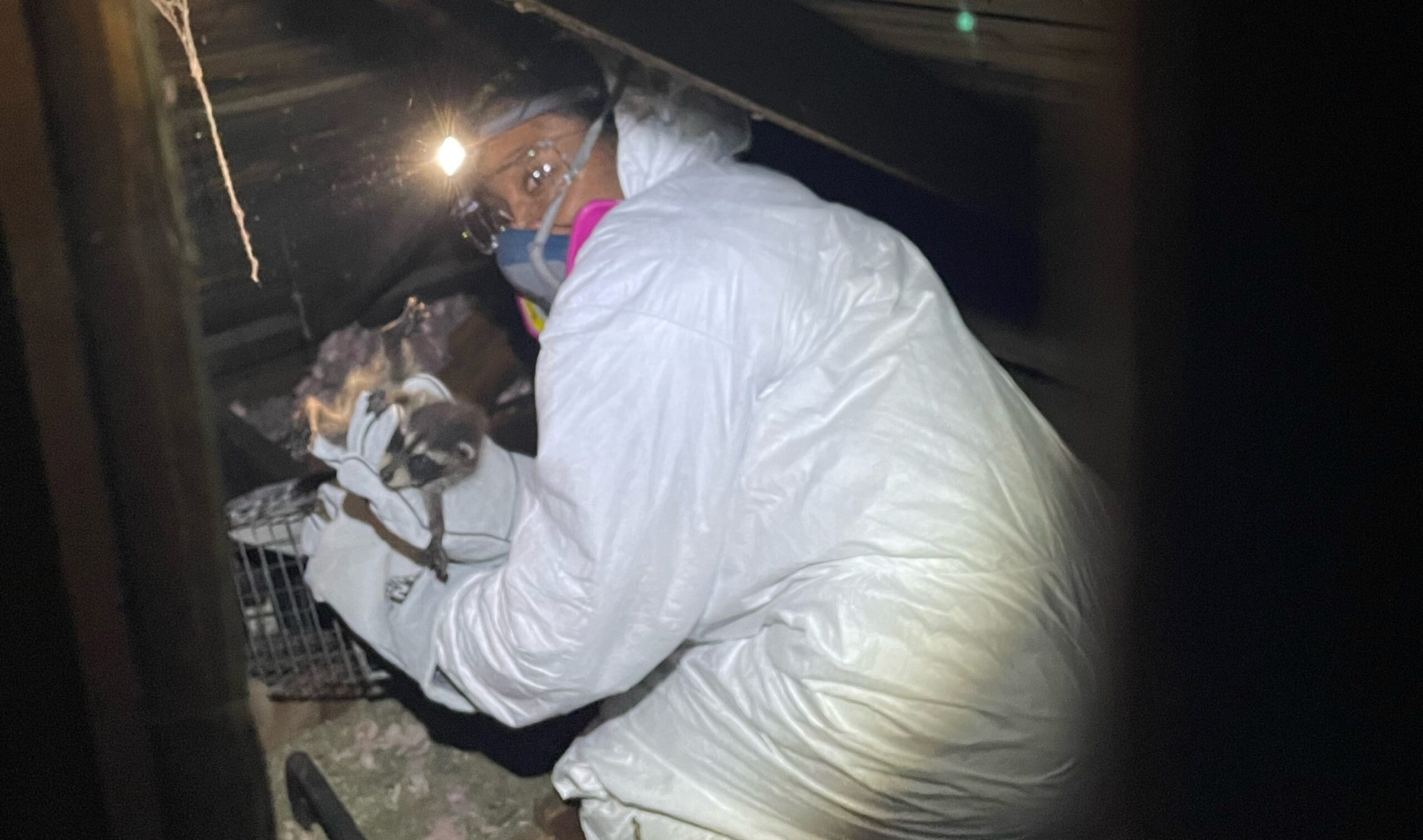 catching raccoon kit in attic