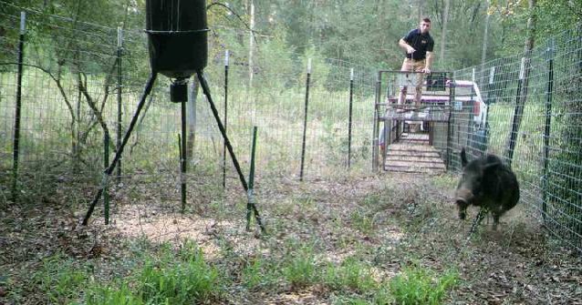 wild hog trapping in college station, tx
