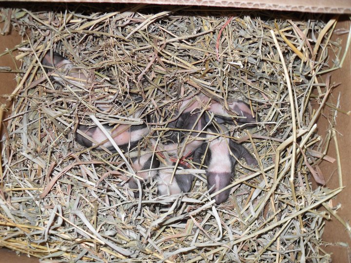 Nest of new born skunks