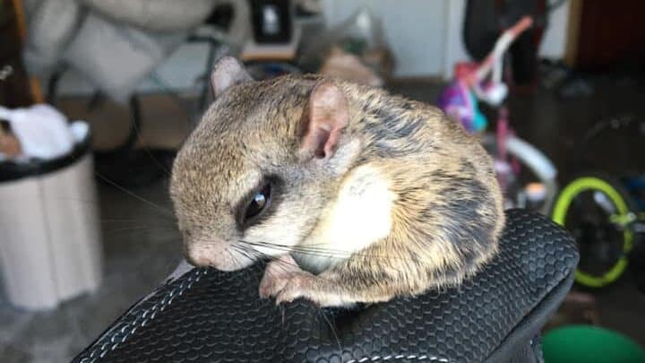 baby squirrel removal