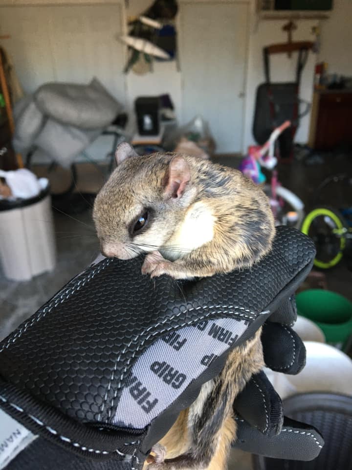 Central-Missouri-Flying-Squirrel
