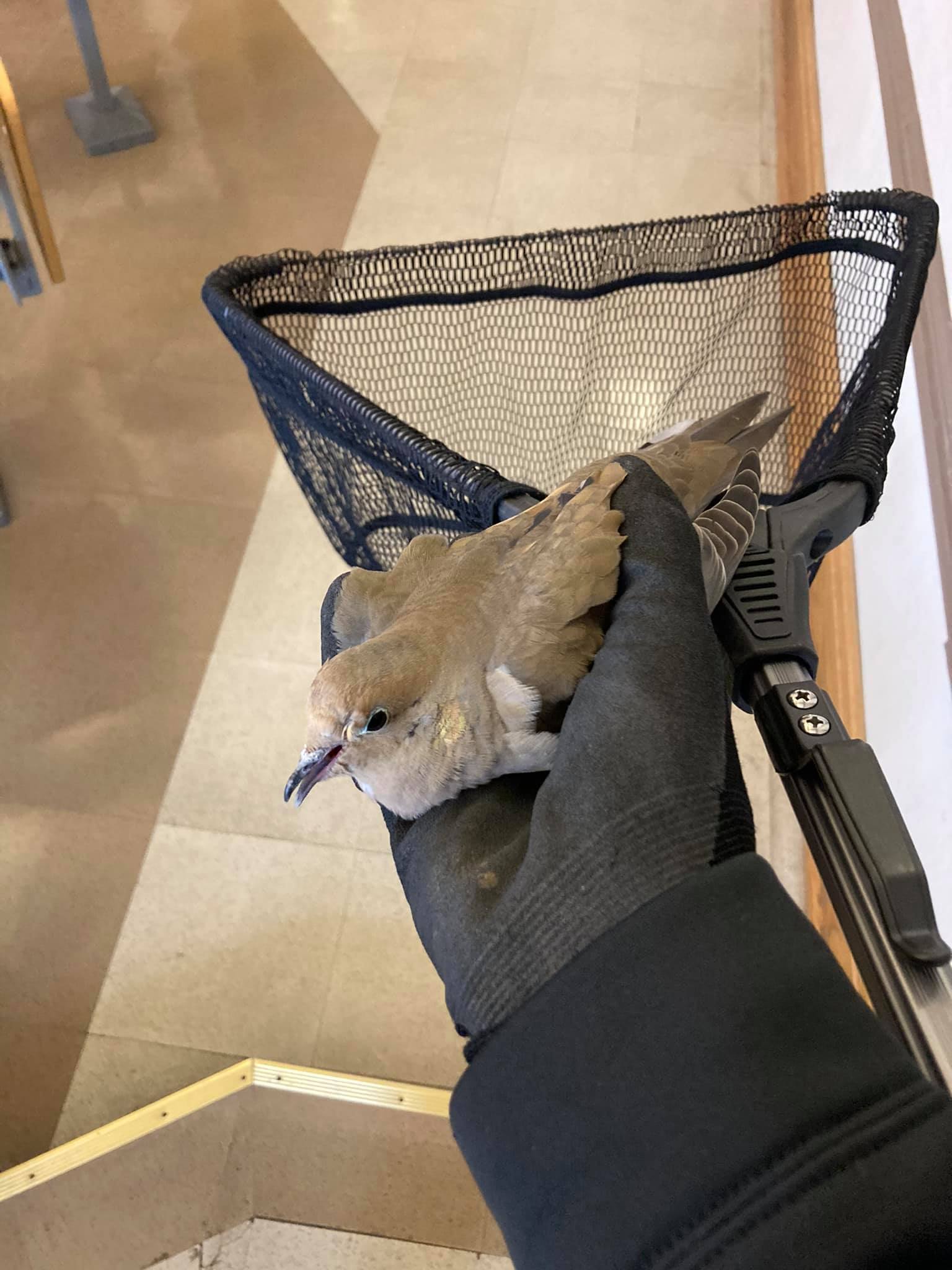 caught bird dove Central MIssouri