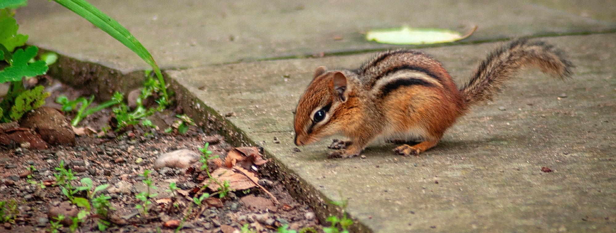 ChipmunkDrivewayBanner-min