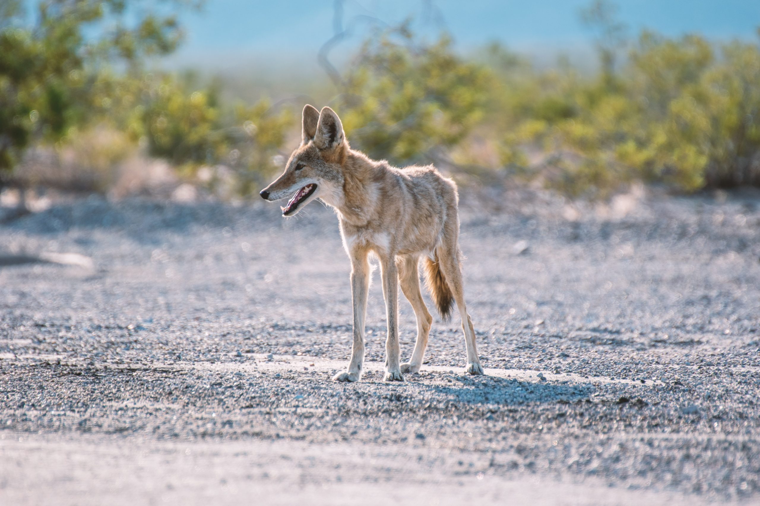 Coyote-Skinny-scaled