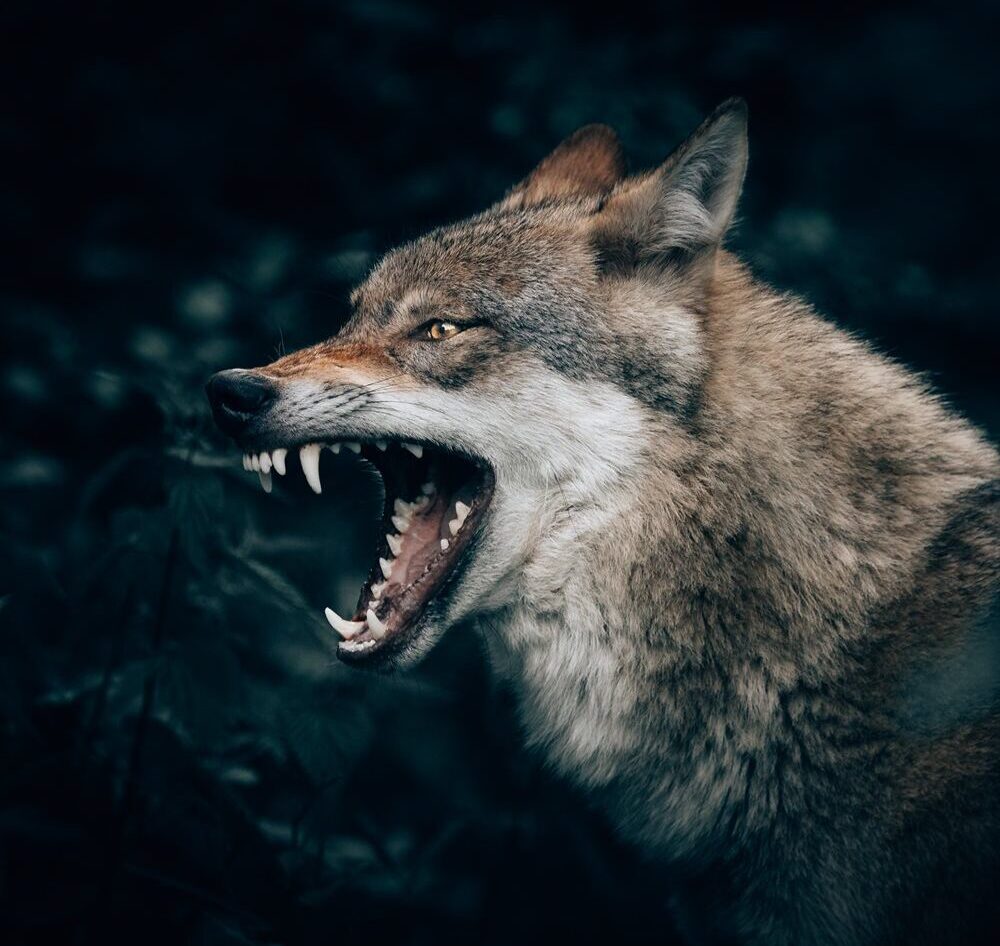 Coyote