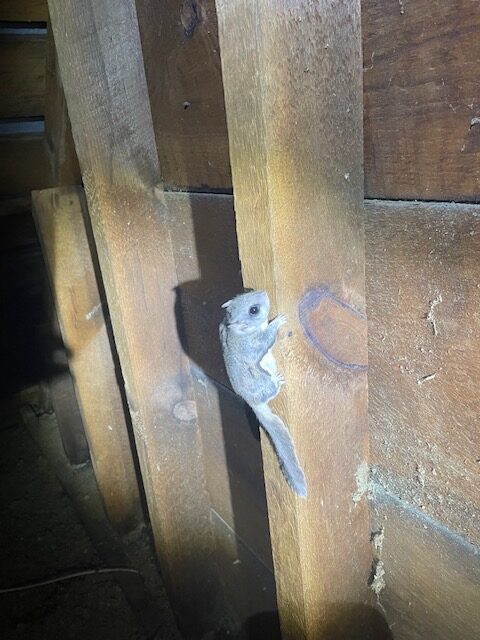 flying squirrel ina ttic