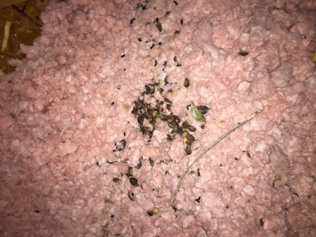 Flying squirrel droppings in an attic