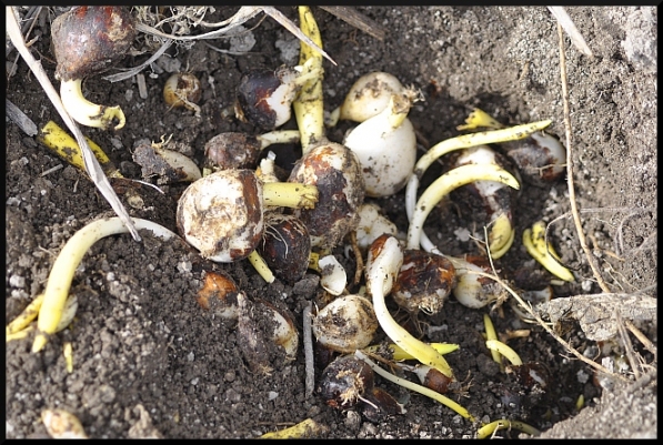 tulip bulbs destroyed by gophers
