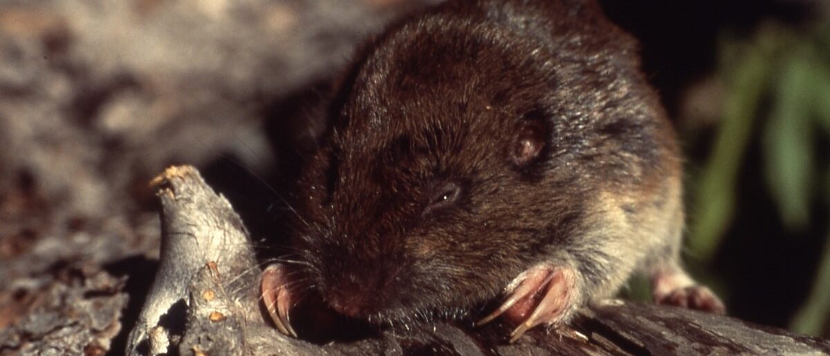 Gopher-Banner-min