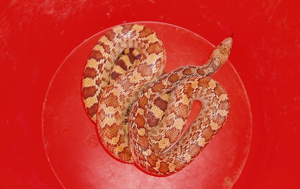 Gopher-Snake-Phoenix