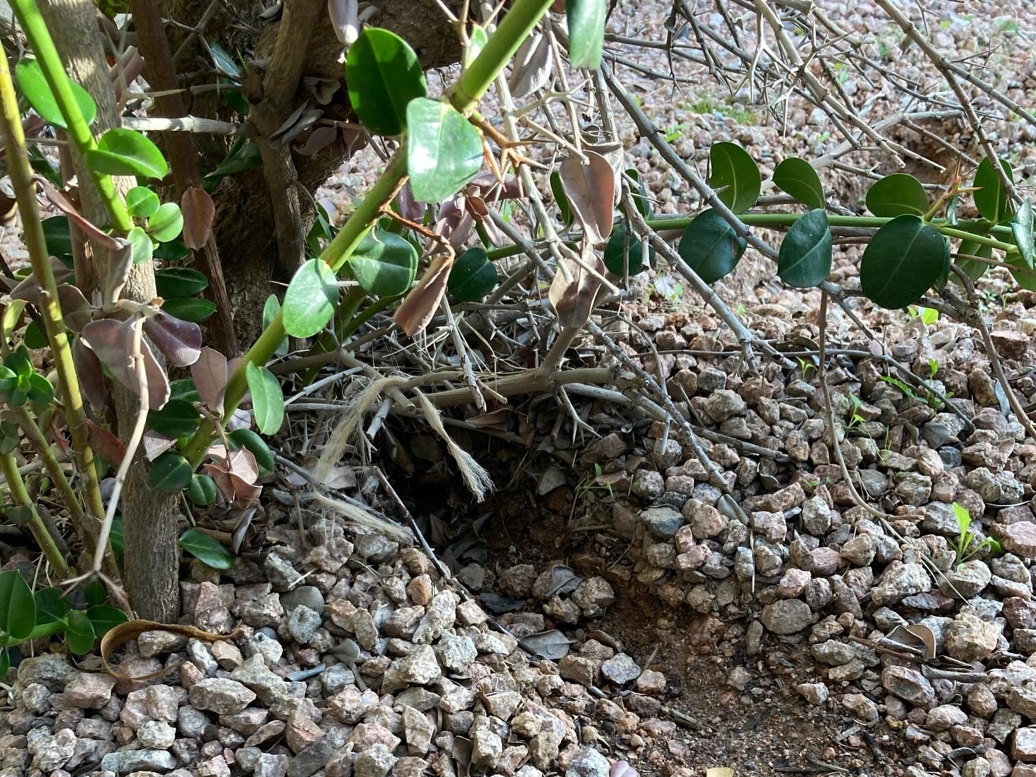 Ground squirrel hole