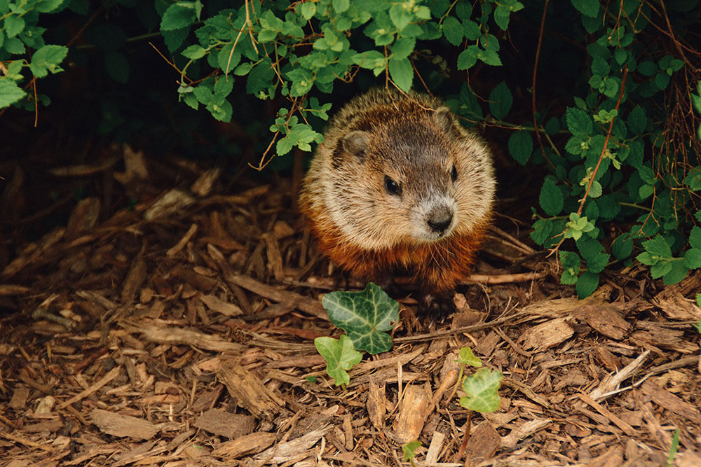 Groundhog-abigail-lynn-unsplash.jpg