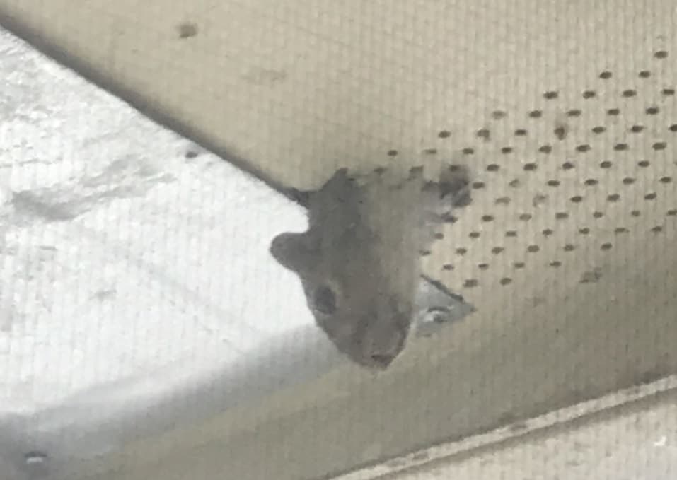A squirrel poking it's head out of the ceiling