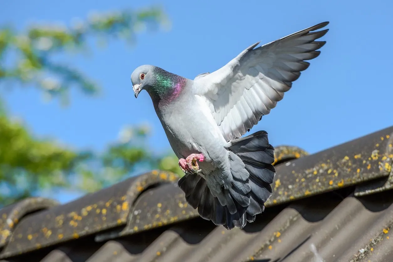 Bird Proofing Service - Keep pigeons and birds away from your property
